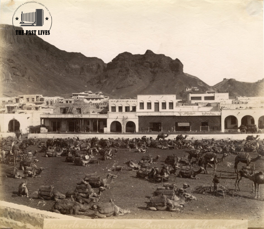 Camels Market, Camel Bazaar Yemen, Aden, 1880