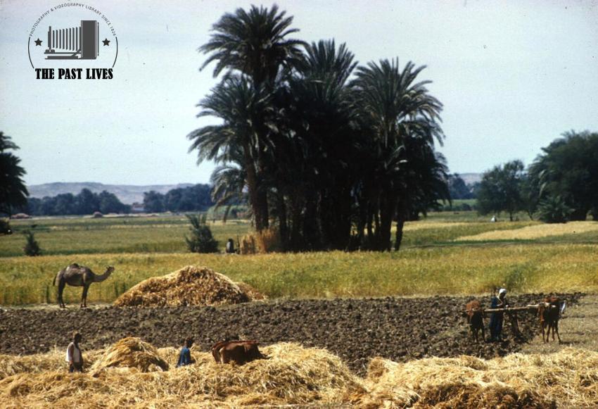 1961 Egypt, luxor, Mahamid village