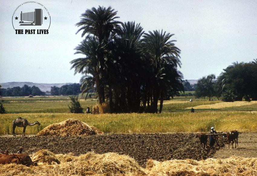 1961 Egypt Plowing the fields, Mahamid village - luxor