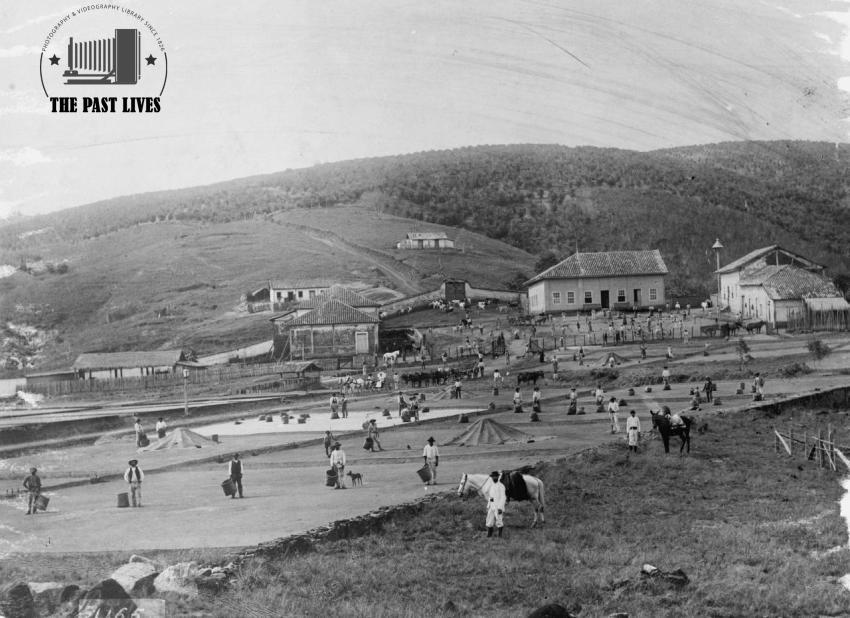 1909  Sao Paolo, Brazil  A coffee plantation,