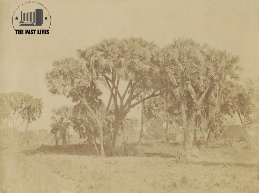 Egypt, landscape and palm trees in Qena, 1856