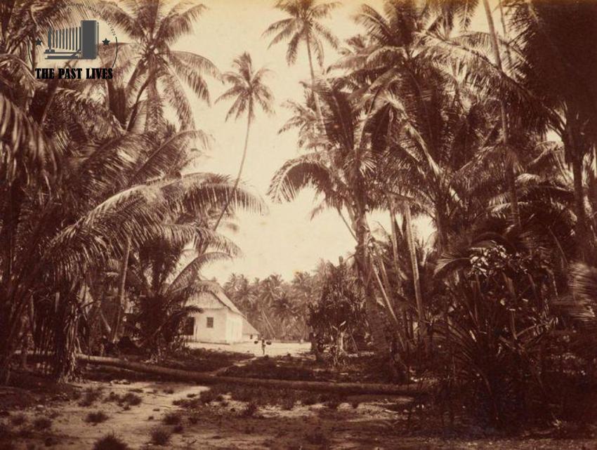 1886  Tuvalu , Funafuti, Views in the Pacific Islands