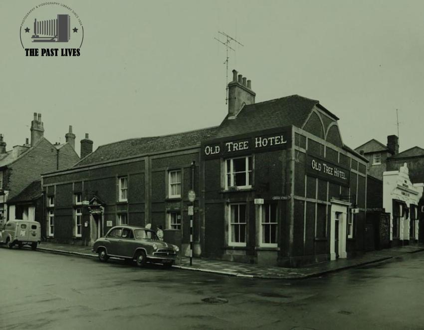 Old Tree, Seaford United Kingdom 1950s