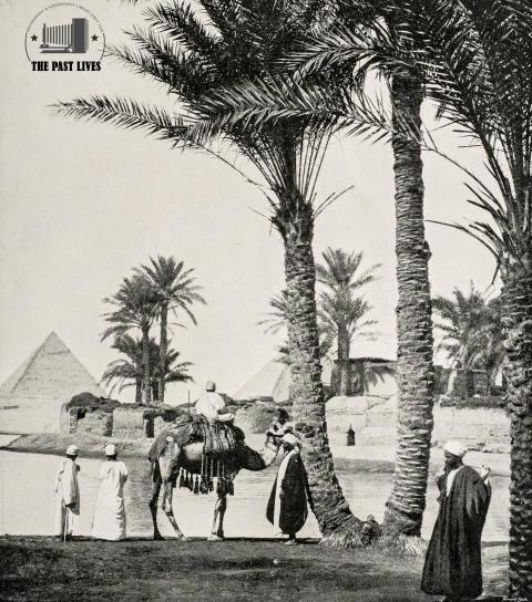 Palm trees and pyramids –Giza - 1894