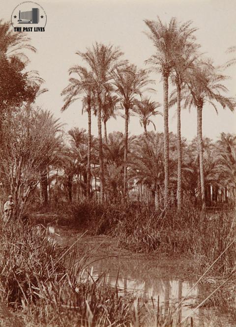 1885 Egypt, Al-Tawila Village - Faqous - Sharqia
